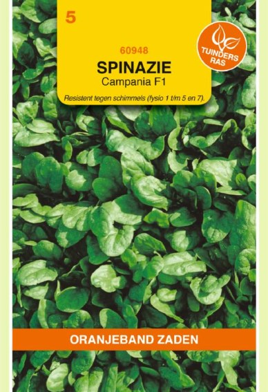 Spinat Campania F1 (Spinacia oleracea) 1125 Samen